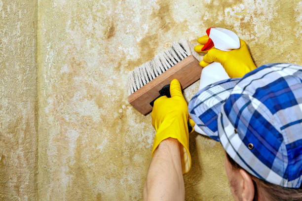 Mold Remediation for Rental Properties in North Vernon, IN