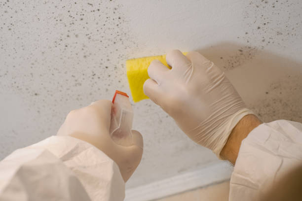Best Air Quality Testing for Mold Spores  in North Vernon, IN