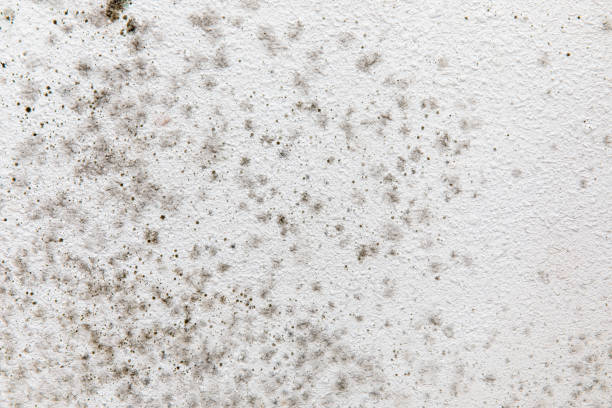 Best Industrial Mold Remediation  in North Vernon, IN