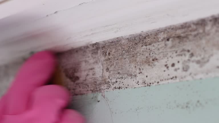 Best Mold Remediation for Vacation Homes  in North Vernon, IN